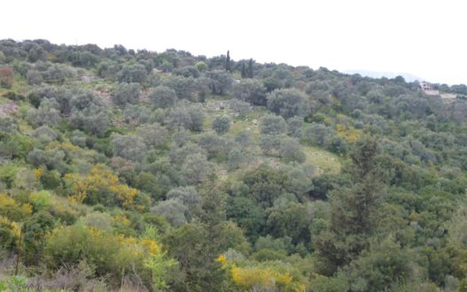 ΠΩΛΕΙΤΑΙ ΣΤΟ ΜΕΓΑΝΗΣΙ ΑΓΡΟΤΕΜΑΧΙΟ 3271,96 τμ